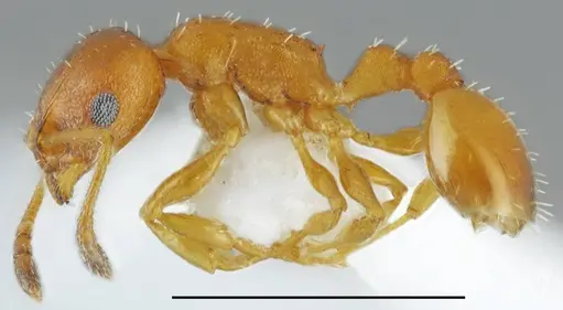 Temnothorax aeolius specimen CASENT0763862 image casent0763862_1