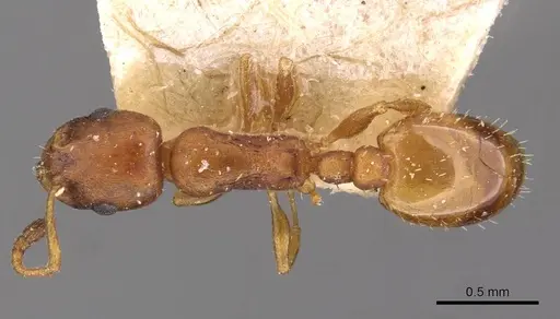 Temnothorax aeolius specimen CASENT0909016 image casent0909016_1