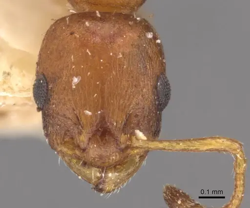 Temnothorax aeolius specimen CASENT0909016 image casent0909016_2