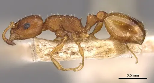 Temnothorax aeolius specimen CASENT0909016 image casent0909016_3