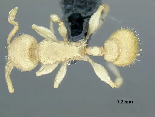 Temnothorax agavicola specimen CASENT0756096 image casent0756096_1