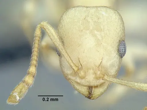 Temnothorax agavicola specimen CASENT0756096 image casent0756096_2