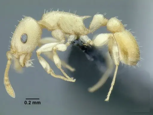 Temnothorax agavicola specimen CASENT0756096 image casent0756096_3