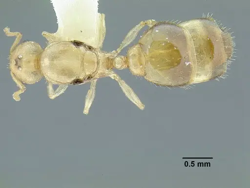 Temnothorax agavicola specimen MCZENT00510541 image mczent00510541_1