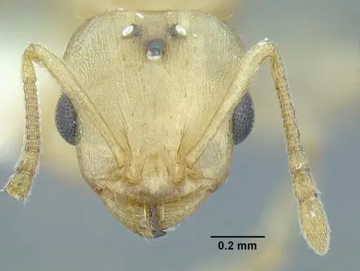 Temnothorax agavicola specimen MCZENT00510541 image mczent00510541_2