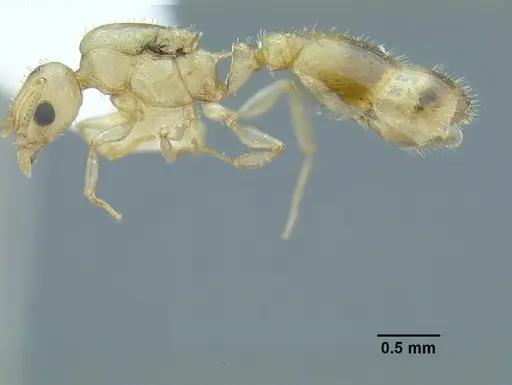 Temnothorax agavicola specimen MCZENT00510541 image mczent00510541_3