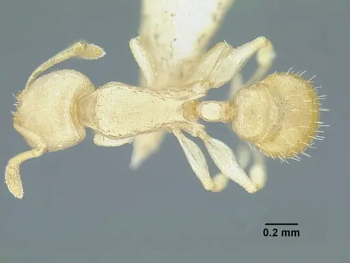 Temnothorax agavicola specimen MCZENT00510559 image mczent00510559_1