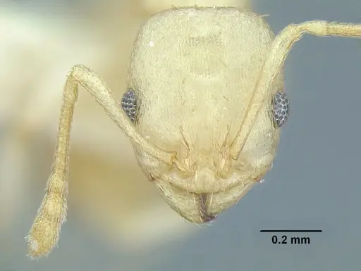 Temnothorax agavicola specimen MCZENT00510559 image mczent00510559_2