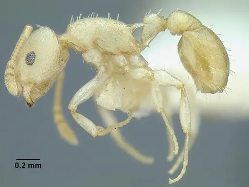 Temnothorax agavicola specimen MCZENT00510559 image mczent00510559_3