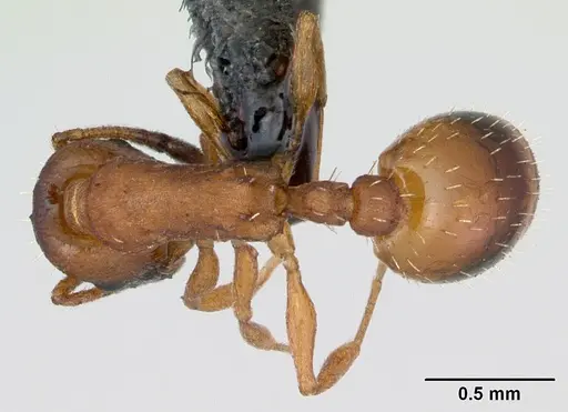 Temnothorax albipennis specimen CASENT0173192 image casent0173192_1