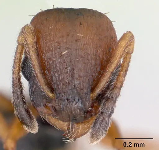 Temnothorax albipennis specimen CASENT0173192 image casent0173192_2