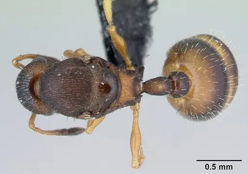 Temnothorax albipennis specimen CASENT0178236 image casent0178236_1