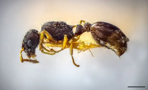 Temnothorax alfacarensis specimen CCZUGR18349 image cczugr18349_1