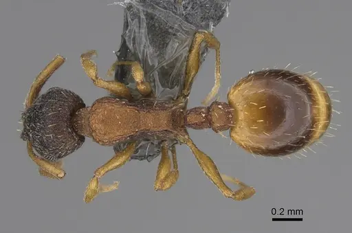 Temnothorax alfacarensis specimen CCZUGR18351 image cczugr18351_1