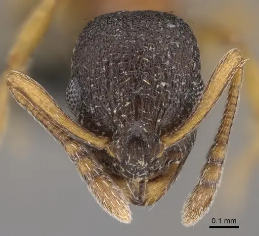 Temnothorax alfacarensis specimen CCZUGR18351 image cczugr18351_2
