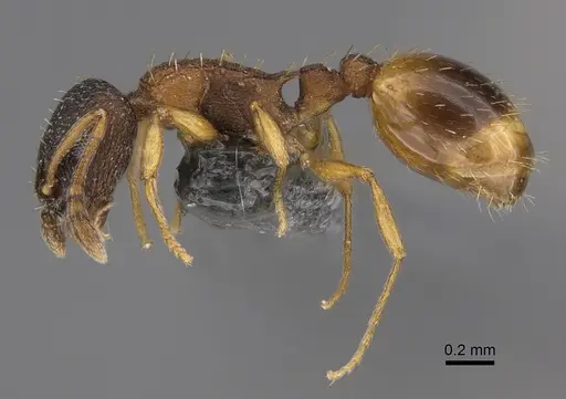 Temnothorax alfacarensis specimen CCZUGR18351 image cczugr18351_3