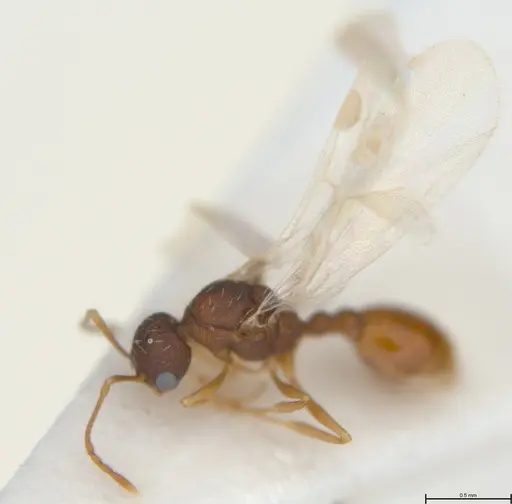 Temnothorax alfacarensis specimen CCZUGR18352 image cczugr18352_1