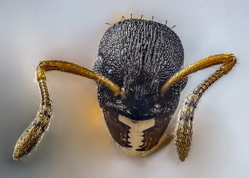 Temnothorax alfacarensis specimen CCZUGR7148 image cczugr7148_1