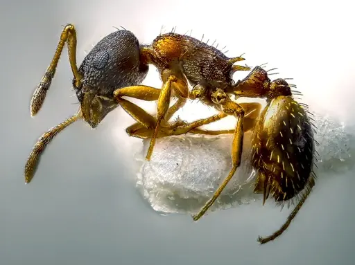 Temnothorax alfacarensis specimen CCZUGR7148 image cczugr7148_2