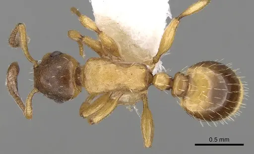 Temnothorax algerianus specimen CASENT0281810 image casent0281810_1