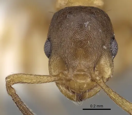 Temnothorax algerianus specimen CASENT0281810 image casent0281810_2