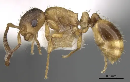 Temnothorax algerianus specimen CASENT0281810 image casent0281810_3