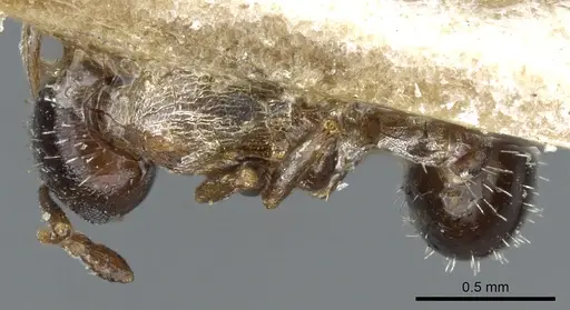 Temnothorax algiricus specimen CASENT0904755 image casent0904755_1