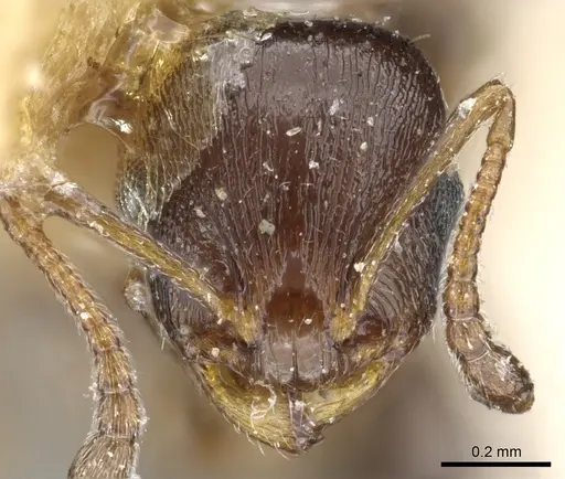 Temnothorax algiricus specimen CASENT0904755 image casent0904755_2