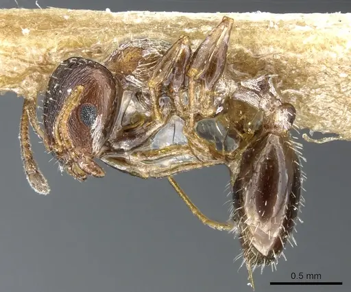 Temnothorax algiricus specimen CASENT0904755 image casent0904755_3