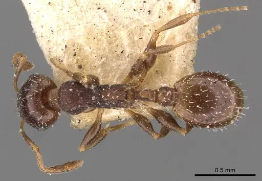 Temnothorax algiricus specimen CASENT0909011 image casent0909011_1