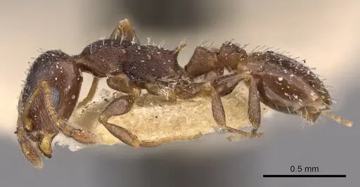 Temnothorax algiricus specimen CASENT0909011 image casent0909011_3