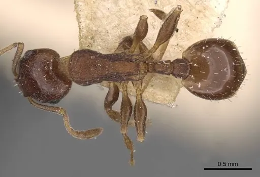 Temnothorax algiricus specimen CASENT0909012 image casent0909012_1