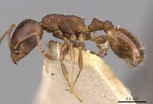 Temnothorax algiricus specimen CASENT0909012 image casent0909012_3