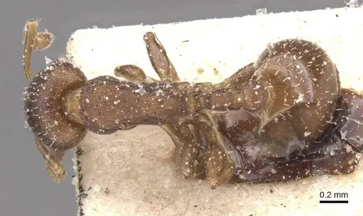 Temnothorax algiricus specimen CASENT0912920 image casent0912920_1