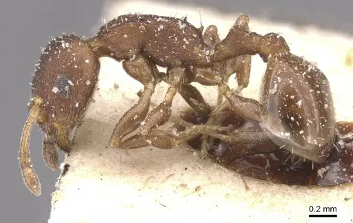 Temnothorax algiricus specimen CASENT0912920 image casent0912920_3