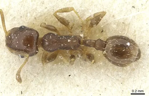 Temnothorax algiricus specimen CASENT0912940 image casent0912940_1