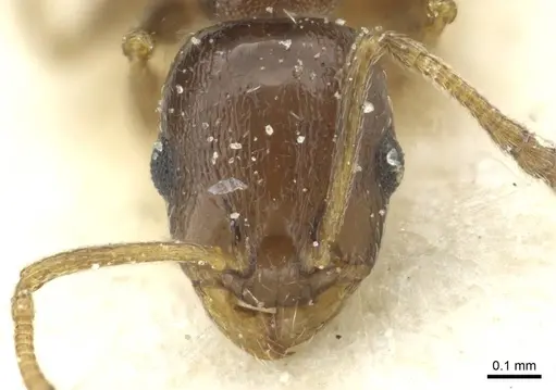 Temnothorax algiricus specimen CASENT0912940 image casent0912940_2