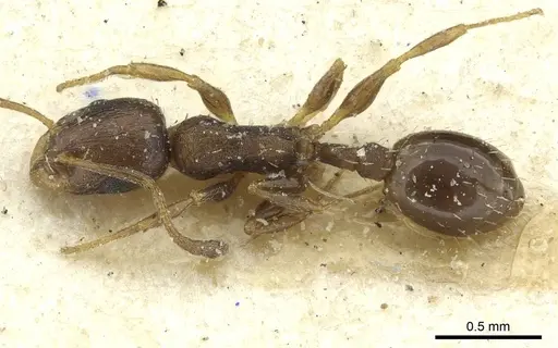 Temnothorax algiricus specimen CASENT0912941 image casent0912941_1