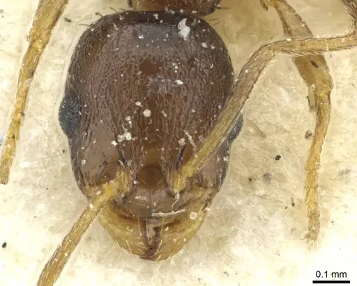 Temnothorax algiricus specimen CASENT0912941 image casent0912941_2
