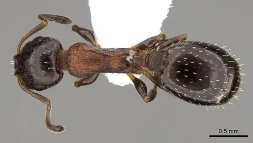 Temnothorax algiricus specimen CASENT0914411 image casent0914411_1