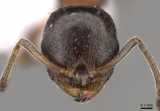 Temnothorax algiricus specimen CASENT0914411 image casent0914411_2