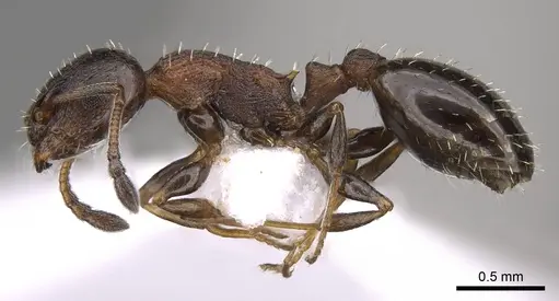 Temnothorax algiricus specimen CASENT0914411 image casent0914411_3