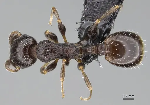 Temnothorax algiricus specimen KG00881-2 image kg00881-2_1