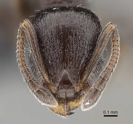 Temnothorax algiricus specimen KG00881-2 image kg00881-2_2