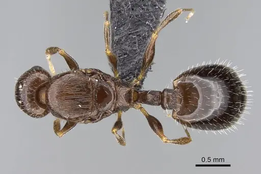 Temnothorax algiricus specimen KG00881-3 image kg00881-3_1