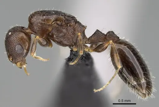 Temnothorax algiricus specimen KG00881-3 image kg00881-3_3