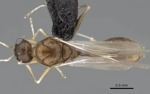 Temnothorax algiricus specimen KG00881-4 image kg00881-4_1