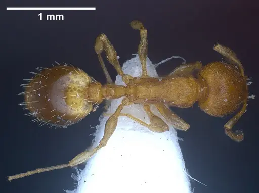 Temnothorax alienus specimen ANTWEB1041296 image antweb1041296_1