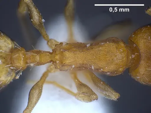 Temnothorax alienus specimen ANTWEB1041296 image antweb1041296_2