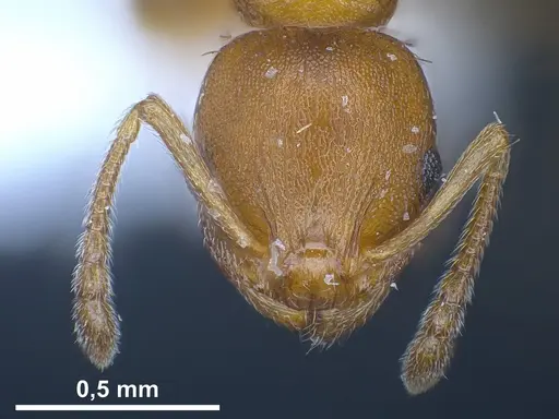 Temnothorax alienus specimen ANTWEB1041296 image antweb1041296_3